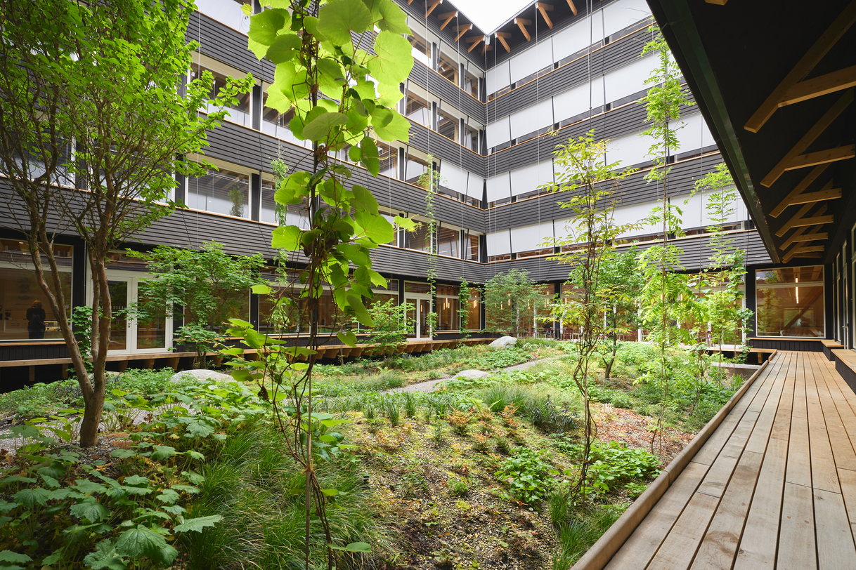 Begrünter Innenhof des HORTUS in Allschwil, Kletterpflanzen und Stauden vor der Holzfassade